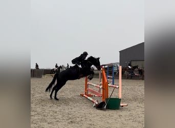 Pony Belga, Giumenta, 6 Anni, 147 cm, Morello