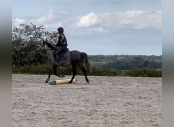 Pony Belga, Giumenta, 7 Anni, 143 cm, Grigio pezzato