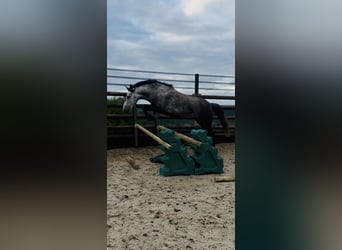 Pony Belga, Giumenta, 7 Anni, 143 cm, Grigio pezzato