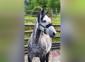 Pony Belga, Giumenta, 7 Anni, 143 cm, Grigio pezzato
