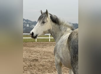 Pony Belga, Giumenta, 7 Anni, 143 cm, Leardo