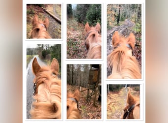 Pony Belga, Giumenta, 7 Anni, 144 cm, Sauro