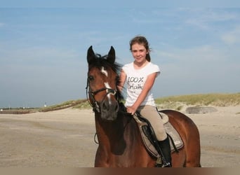 Pony Belga, Giumenta, 7 Anni, 145 cm, Baio