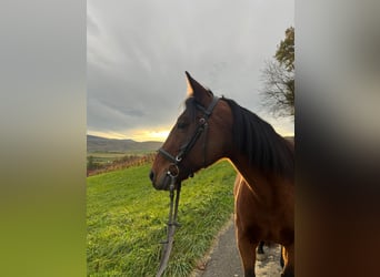 Pony Belga, Giumenta, 7 Anni, 150 cm, Baio