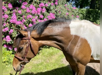Pony Belga, Giumenta, 8 Anni, 144 cm, Pezzato