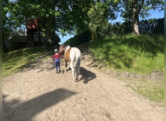 Pony Belga, Giumenta, 8 Anni, 144 cm, Pezzato