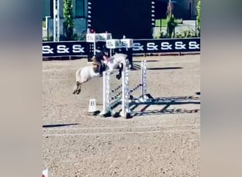 Pony Belga, Giumenta, 8 Anni, 145 cm, Baio