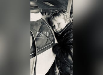 Pony Belga, Giumenta, 8 Anni, 145 cm, Baio