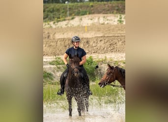Pony Belga, Giumenta, 8 Anni, 146 cm, Baio nero