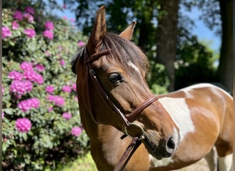 Pony Belga, Giumenta, 9 Anni, 143 cm, Pezzato