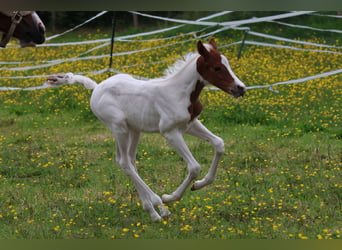 Pony Belga, Giumenta, Puledri (01/2026), 148 cm, Tobiano-tutti i colori