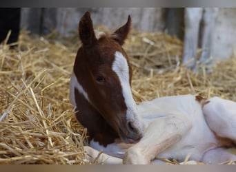 Pony Belga, Giumenta, Puledri (01/2026), 148 cm, Tobiano-tutti i colori