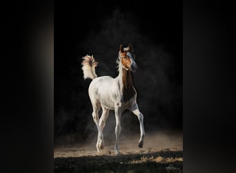 Pony Belga, Giumenta, Puledri (04/2026), 148 cm, Tobiano-tutti i colori