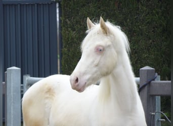 Pony belga, Semental, 1 año, 147 cm, Cremello