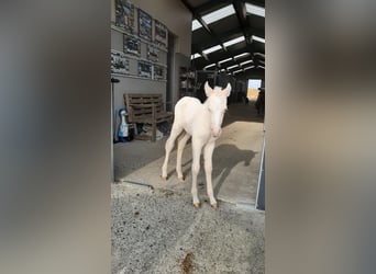 Pony belga, Semental, 1 año, 147 cm, Cremello
