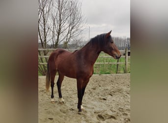 Pony belga, Semental, 2 años, 146 cm, Castaño oscuro