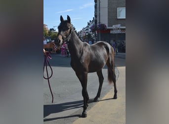 Pony belga, Semental, 2 años, 148 cm, Castaño oscuro