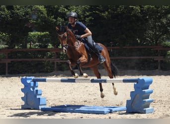Pony belga, Semental, 3 años, 149 cm, Castaño