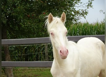 Pony belga, Semental, Potro (02/2023), 147 cm, Cremello