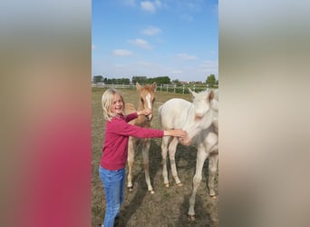 Pony belga, Semental, Potro (02/2023), 147 cm, Cremello