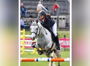 Pony Belga, Stallone, 13 Anni, 146 cm, Grigio