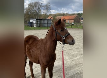 Pony Belga, Stallone, 1 Anno, 126 cm