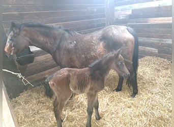 Pony Belga, Stallone, 2 Anni, 148 cm, Baio scuro