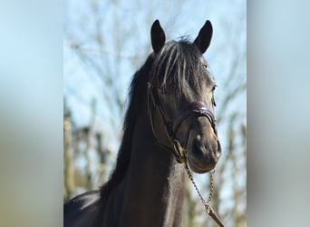 Pony Belga, Stallone, 3 Anni, 146 cm, Baio nero