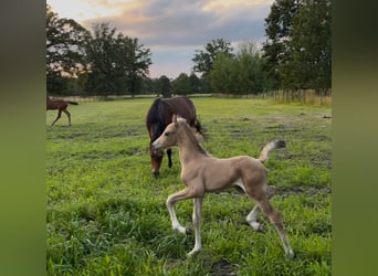 Pony Belga, Stallone, Puledri (06/2026), 145 cm, Palomino