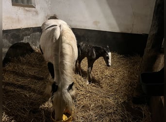 Pony Belga, Stallone, Puledri (04/2026), Morello