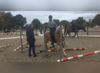 Pony belga, Yegua, 11 años, 144 cm, Palomino