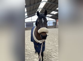 Pony belga, Yegua, 11 años, 148 cm, Castaño