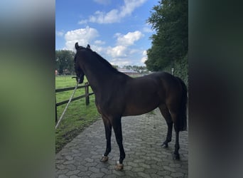 Pony belga, Yegua, 11 años, 148 cm, Castaño