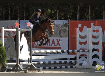 Pony belga, Yegua, 13 años, 143 cm, Castaño