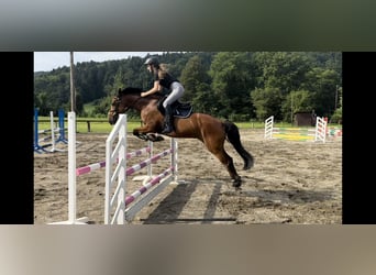 Pony belga, Yegua, 13 años, 143 cm, Castaño