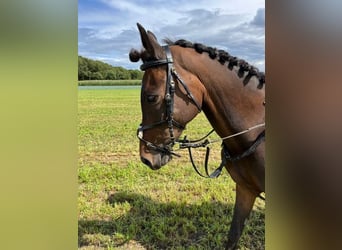 Pony belga, Yegua, 14 años, 142 cm, Castaño oscuro