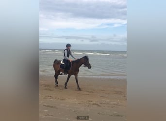 Pony belga, Yegua, 14 años, 142 cm, Castaño oscuro