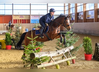 Pony belga, Yegua, 15 años, 148 cm, Castaño