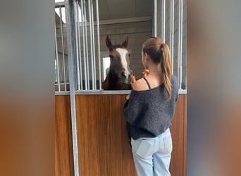 Pony belga, Yegua, 18 años