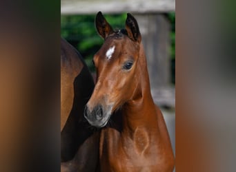 Pony belga, Yegua, 1 año, 148 cm, Castaño claro