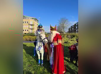 Pony belga, Yegua, 23 años, 128 cm, Tordo