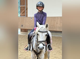 Pony belga, Yegua, 23 años, 128 cm, Tordo