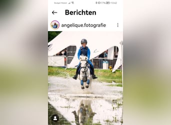 Pony belga, Yegua, 23 años, 128 cm, Tordo