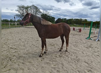 Pony belga, Yegua, 3 años, 143 cm, Palomino