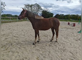 Pony belga, Yegua, 3 años, 143 cm, Palomino