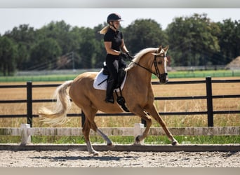 Pony belga, Yegua, 4 años, 147 cm, Palomino