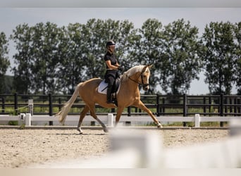 Pony belga, Yegua, 4 años, 147 cm, Palomino