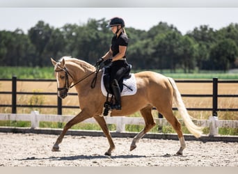 Pony belga, Yegua, 4 años, 147 cm, Palomino