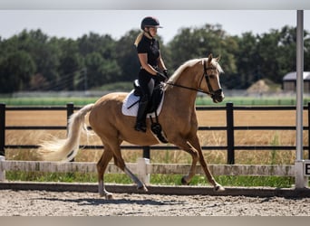 Pony belga, Yegua, 4 años, 147 cm, Palomino
