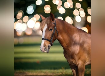 Pony belga, Yegua, 5 años, 137 cm, Alazán